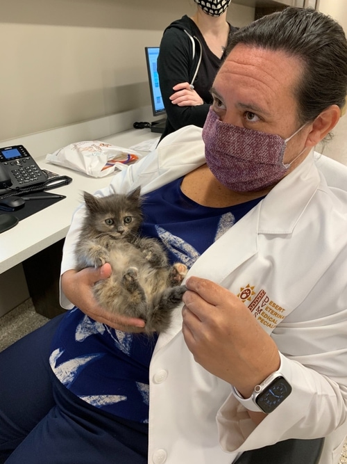 Meet Our Veterinary Specialists In Gilbert AZ Desert Veterinary